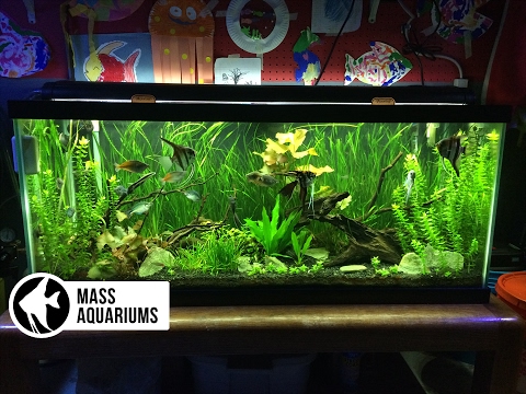 Have a Freshwater Aquarium in Your Living Room